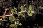 Desert horsepurslane